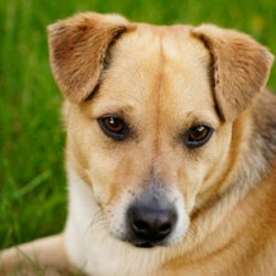 Szczepienie psów w Porębie