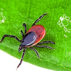 „Nie bądź atrakcyjny dla kleszczy” – kampania edukacyjna