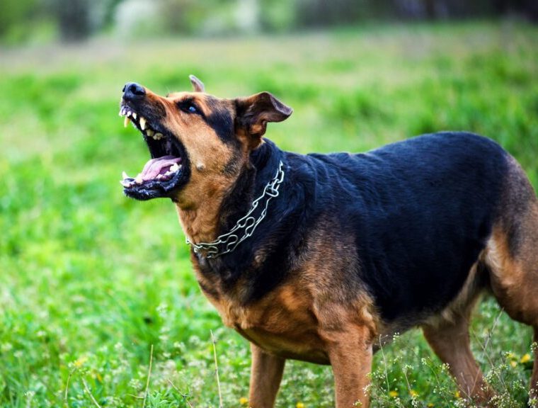 Akcja szczepienia psów